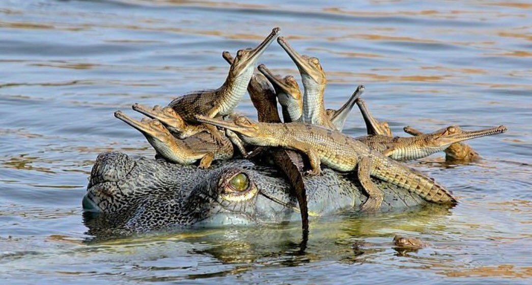 Ken Gharial Sanctuary, Chhatarpur, Madhya Pradesh - Vushii.com Ken Gharial Sanctuary, Chhatarpur, Madhya Pradesh - Vushii.com